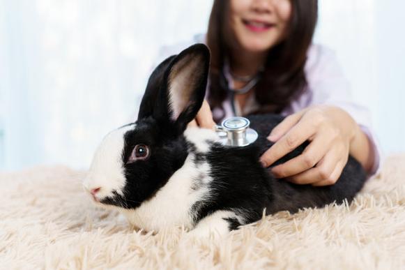 宠物护理概念照片摄影图片