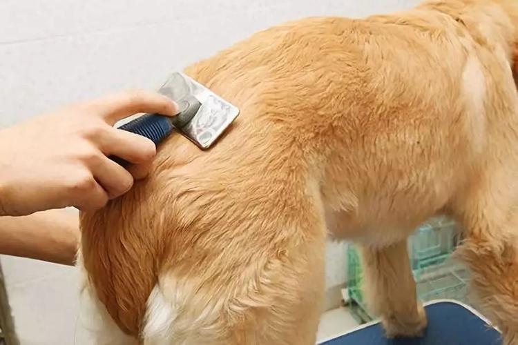 宠物狗基础护理知识大全
